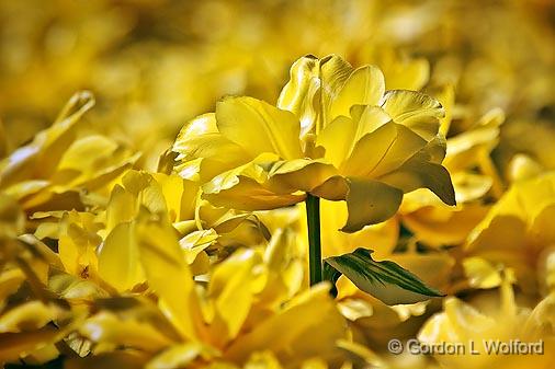 Yellow Tulips_25214.jpg - Photographed at the 2011 Canadian Tulip Festival in Ottawa, Ontario, Canada.